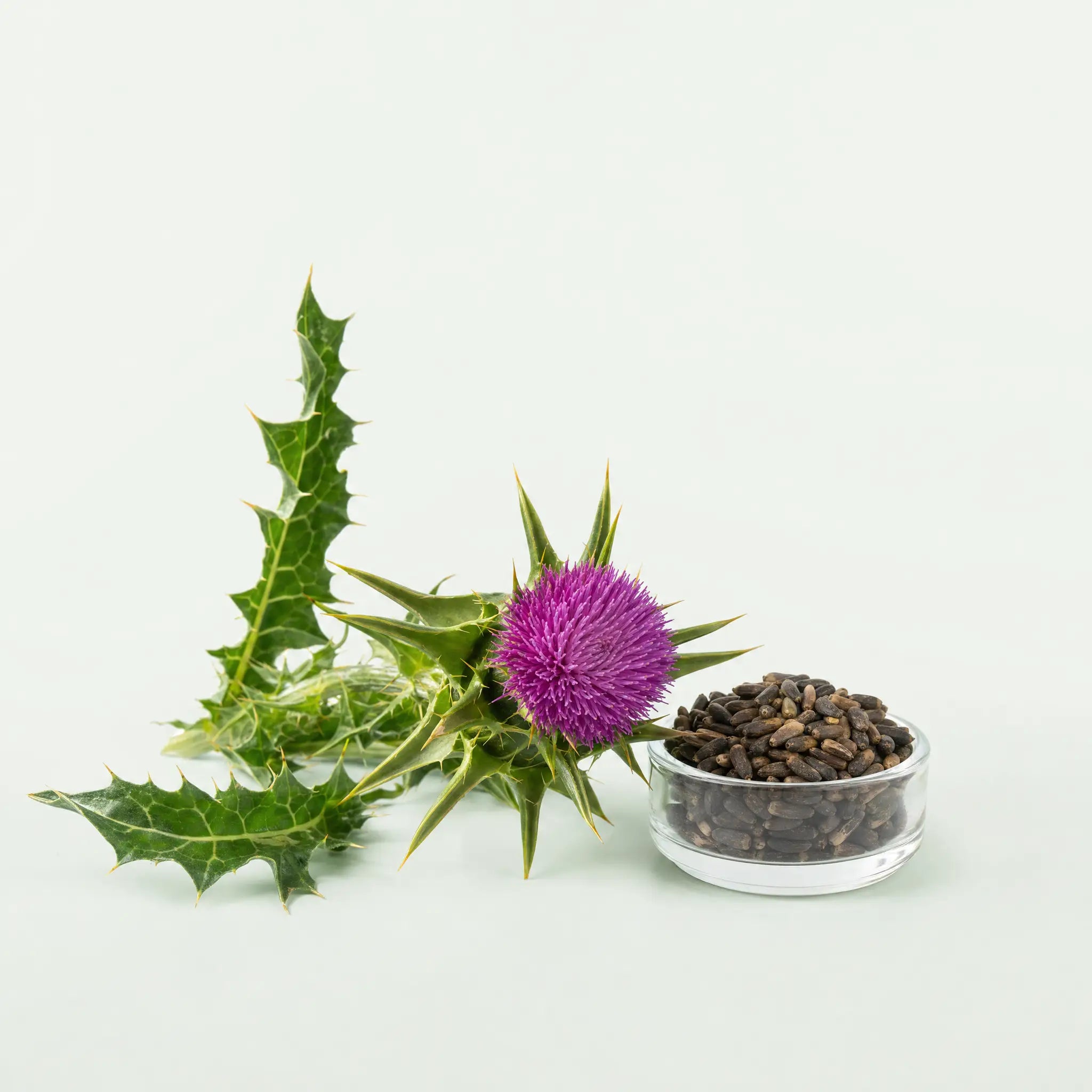 Milk thistle flower and leaves beside a glass dish of milk thistle seeds