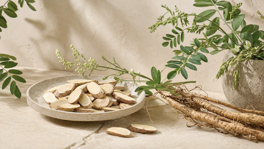 Sliced astragalus root and stems in a botanical still life