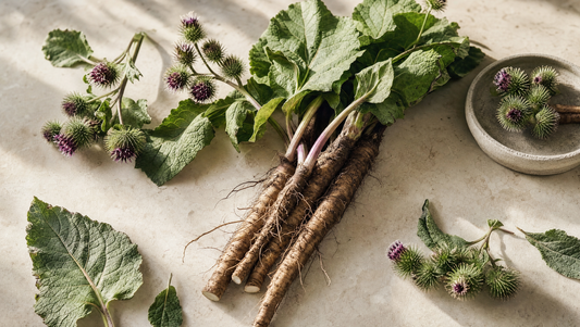 Burdock root, leaves and purple burr flowers in a botanical still life