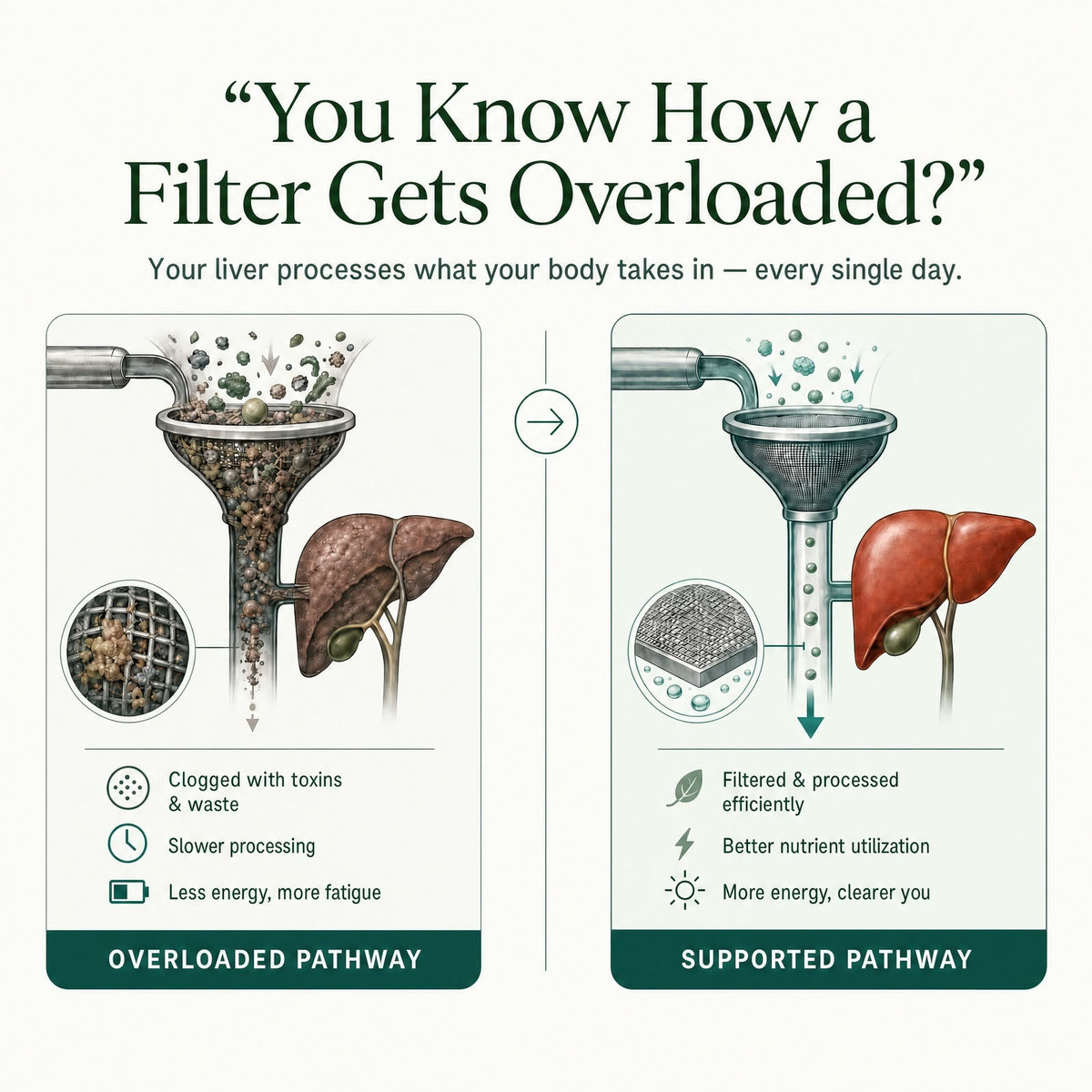 Illustration comparing an overloaded liver pathway with a supported pathway