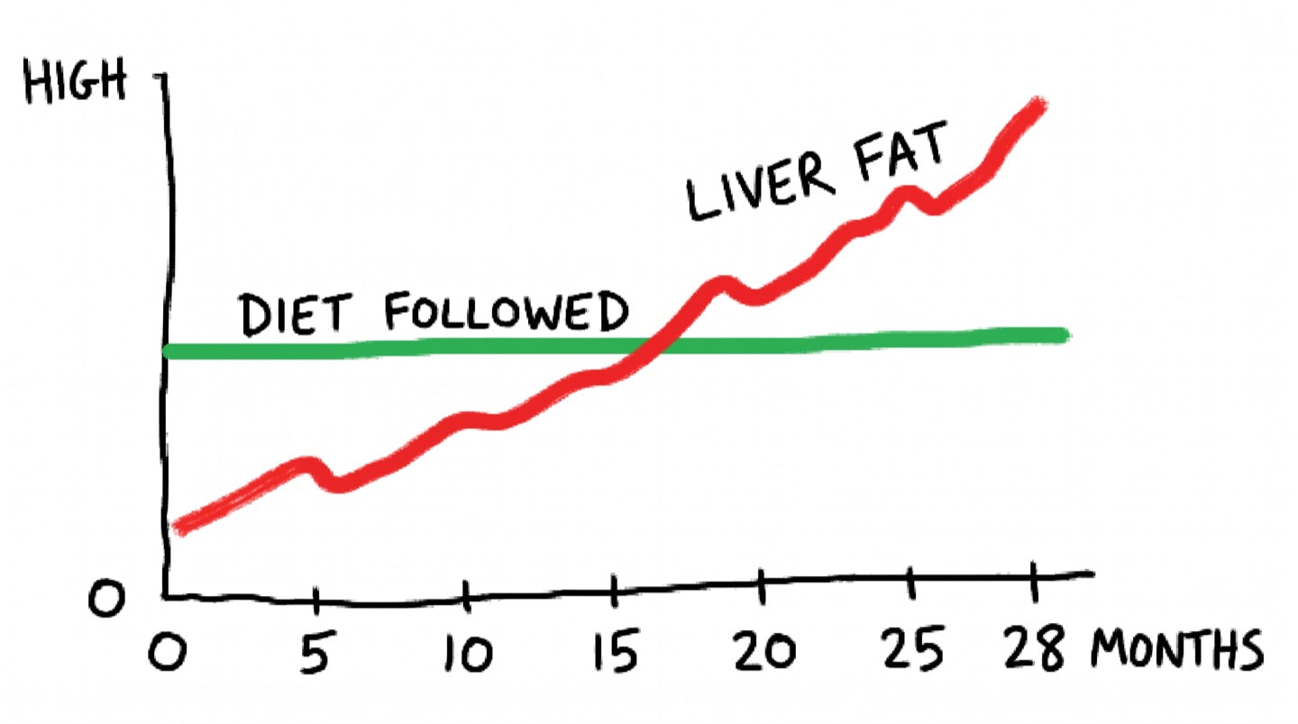 Hand-drawn chart over 28 months: a flat green line labelled diet followed, a red line labelled liver fat climbing through it