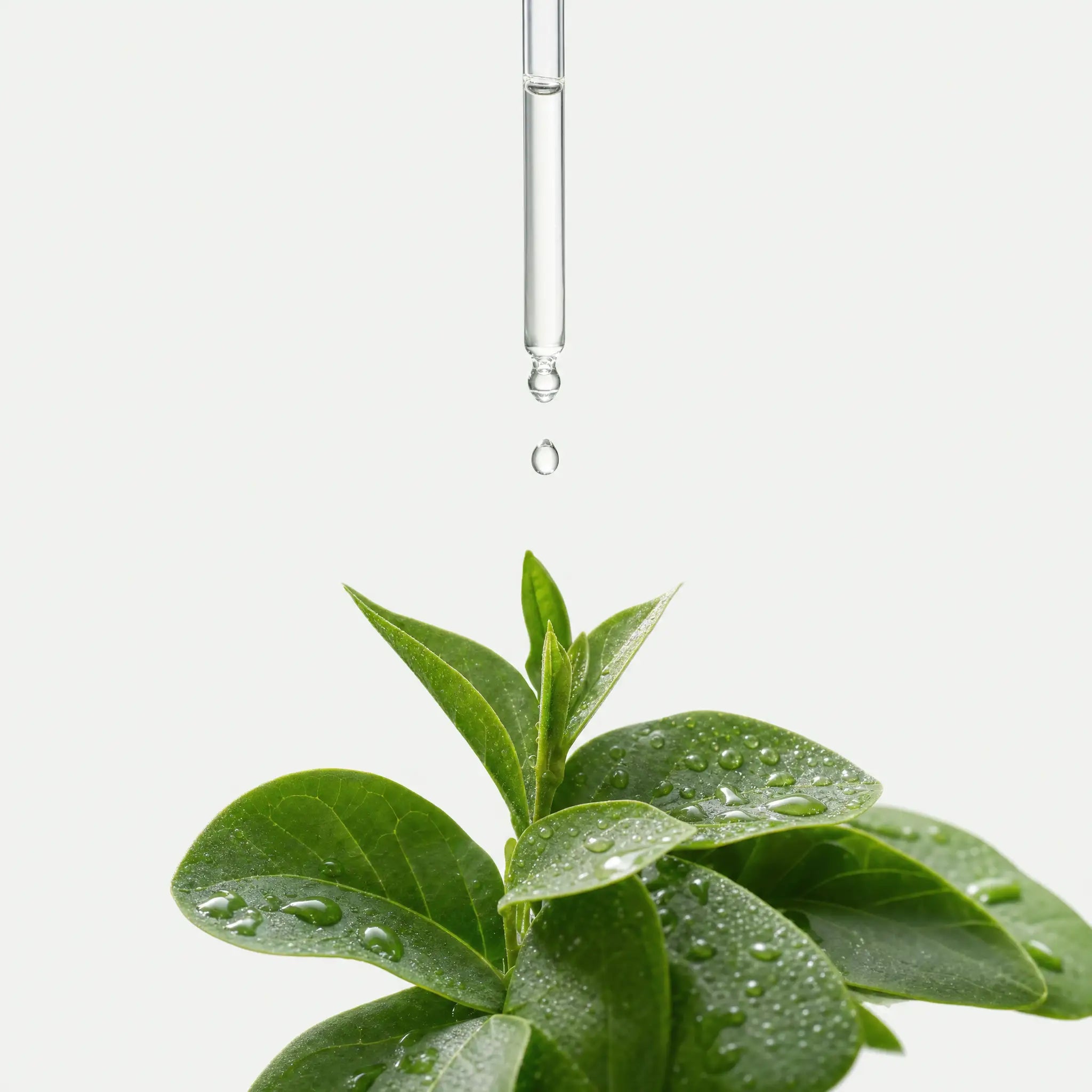 A glass dropper releasing a clear drop over fresh dewy green leaves